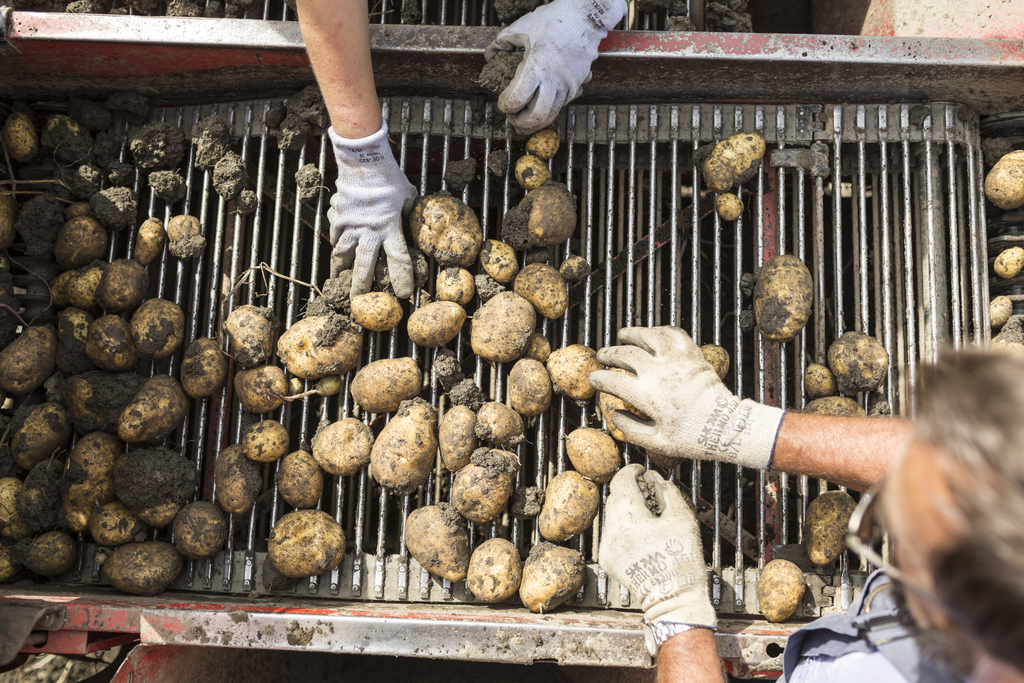 Les pommes de terre sont sensibles à la pourriture. On connaissait jusqu'alors trois bactéries responsables des maladies de la jambe noire et de la pourriture molle. Désormais, il en existe deux de plus, identifiées par des chercheurs de la Haute école des sciences agronomiques (HAFL) de la HES Berne.