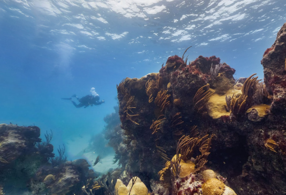 Google a lancé une version sous-marine de "Street View", permettant à l'internaute de parcourir la Grande Barrière de corail comme s'il y était.