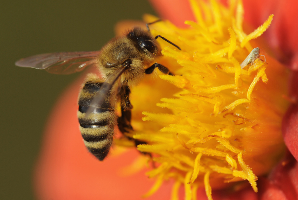 Les abeilles supportent bien le froid pour autant qu'elles aient assez de réserves de nourriture. On s'attend toutefois à une mortalité supérieure cette année car le parasite varroa a eu beaucoup de temps pour se reproduire.