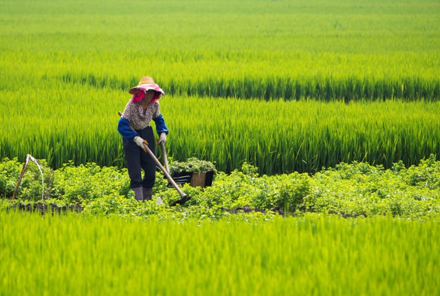 agriculture