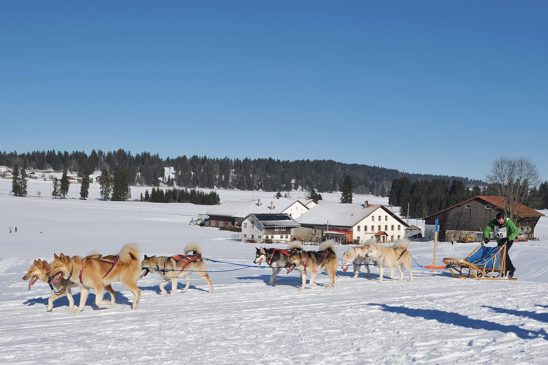 A musher and his sledge dogs in action during the international Dog Sled Race in Saignelegier, western Switzerland, Sunday, January 25, 2009. (KEYSTONE/Sandro Campardo)