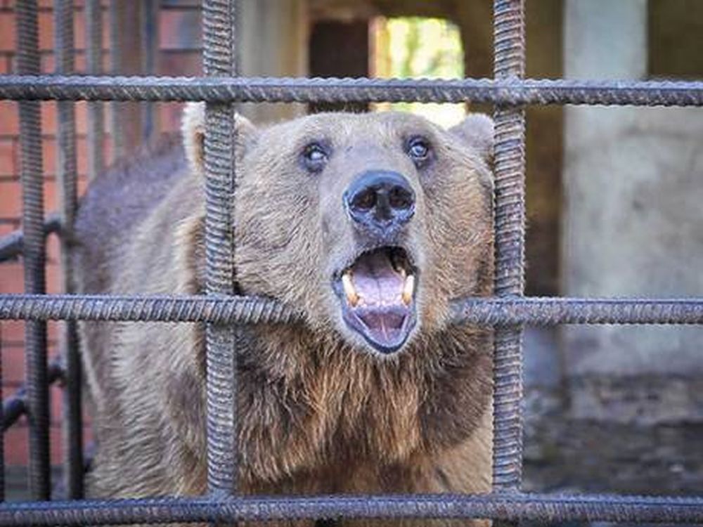 Les deux ours vivent dans des conditions déplorables.
