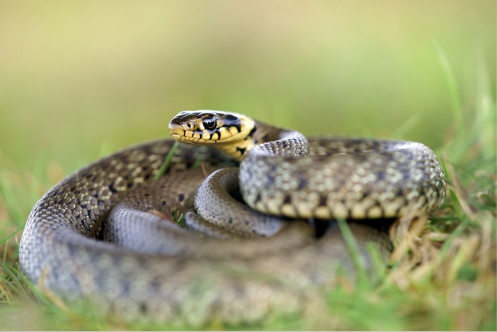 La couleuvre à collier est l'Animal de l'année 2015. Ce serpent inoffensif est protégé comme tous les reptiles de Suisse. 