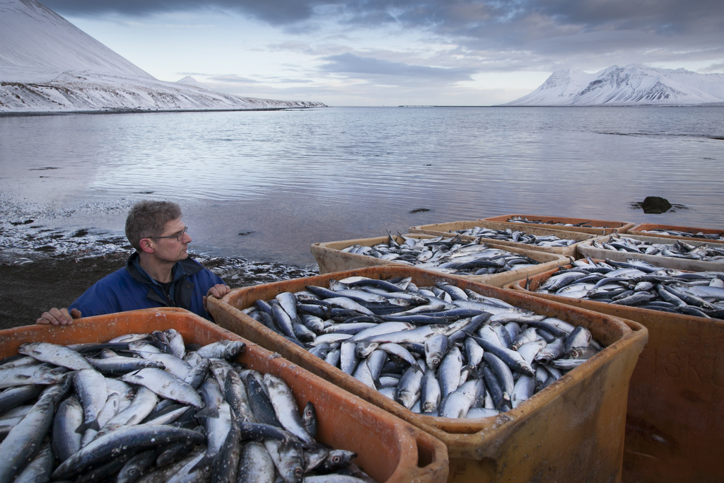 Laisser Bruxelles décider du quota de pêche islandais paraît impensable sur l'île.