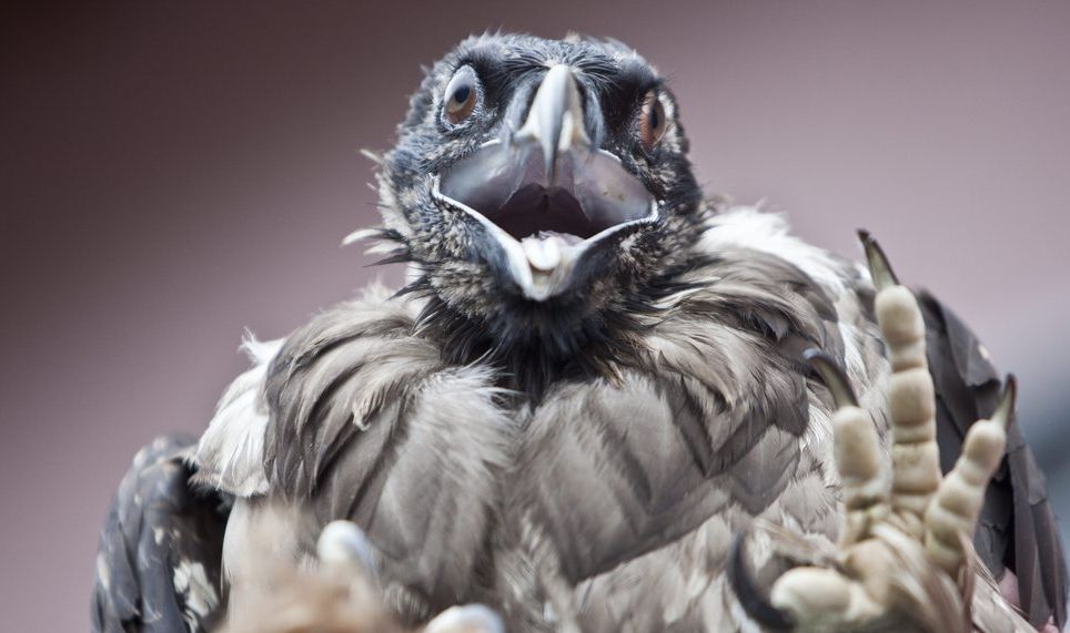 Der junge Bartgeier Sarona anlaesslich der Auswilderung oberhalb der Malanseralp am Sonntag, 13. Juni 2010 im St. Gallischen Vaettis. (KEYSTONE/Ennio Leanza)

A young bearded vulture is to be reintroduced into the wild above Alp Malans, near Vaettis, South Eastern Switzerland, Sunday, June 13, 2010. The reintroduction of the bearded eagle in the Alps is a long term project started 20 years ago. (KEYSTONE/Ennio Leanza)