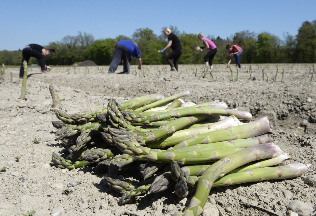 Gruener Spargel wird gestochen, am Mittwoch, 22. April 2015, auf einem Bauernhof in Rafz. Aufgrund der warmen Witterung mit zahlreichen sonnigen Tagen laeuft die Spargelernte auf Hochtouren. (KEYSTONE/Steffen Schmidt)