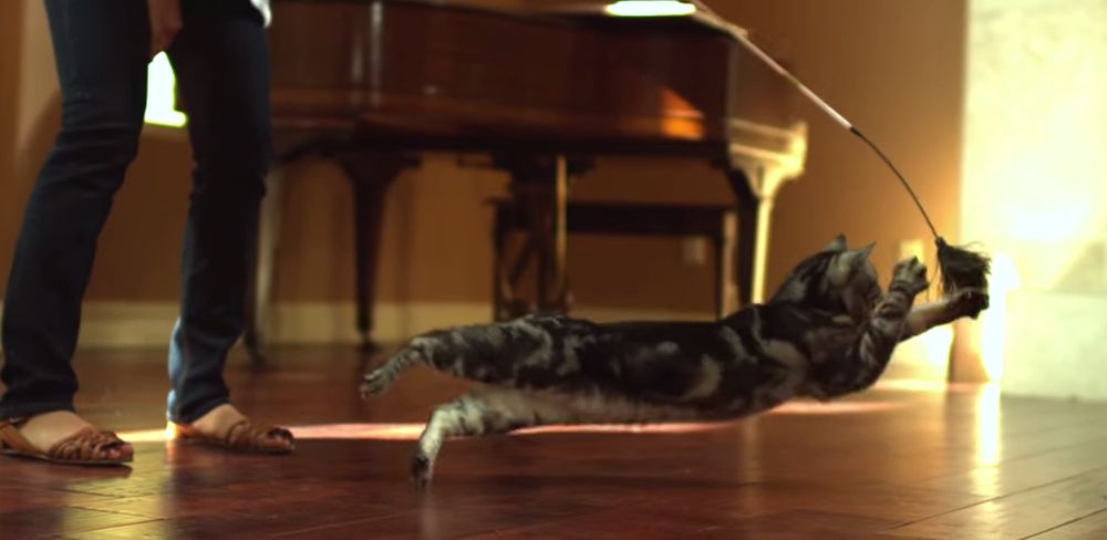Le réalisateur Darren Dyk a capturé la furtivité des chats dans une vidéo. 