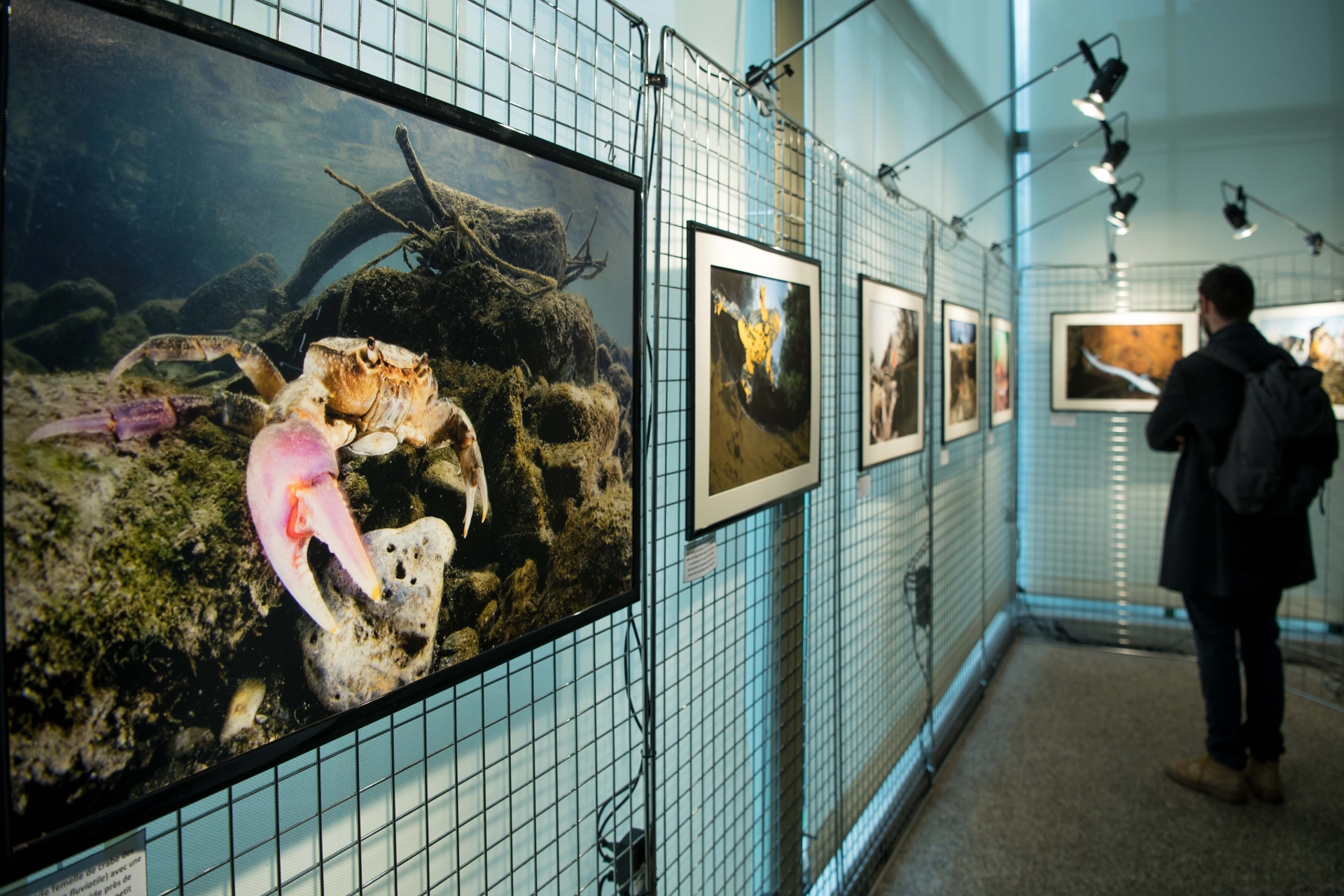 Festisub, ici l'édition 2018, consacre les plus belles images de la vie sous-marine.