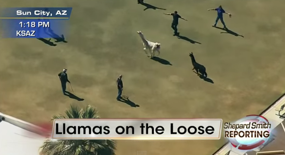 lamas