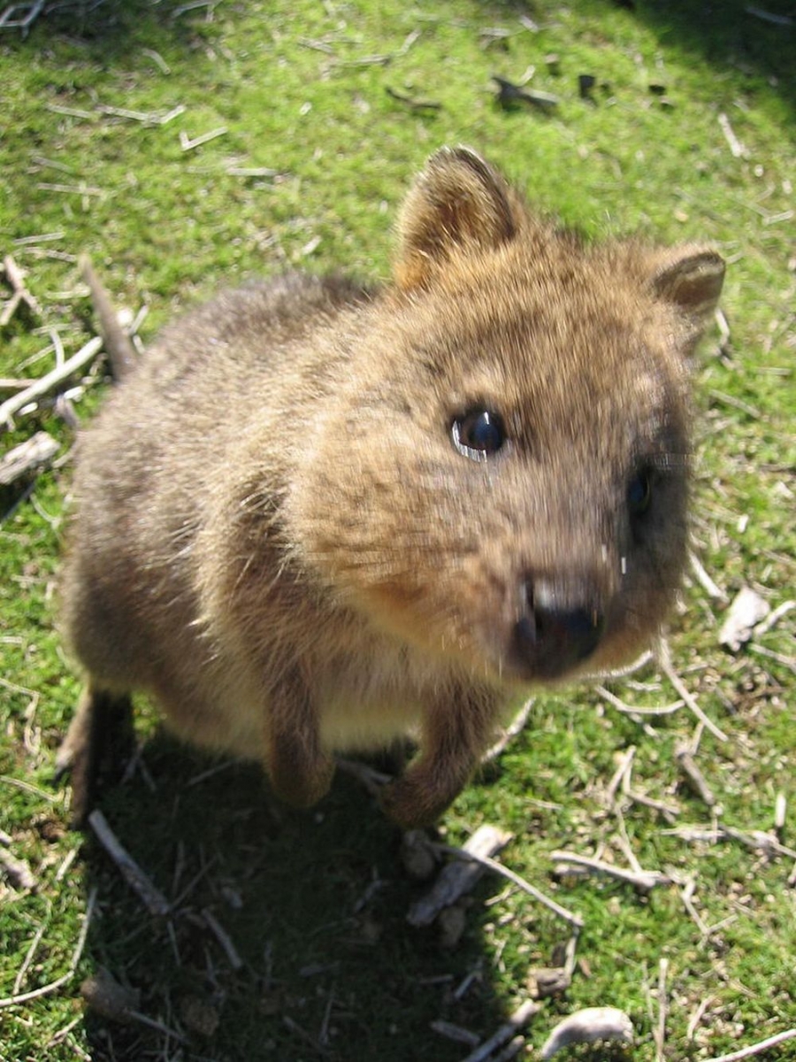 quokka