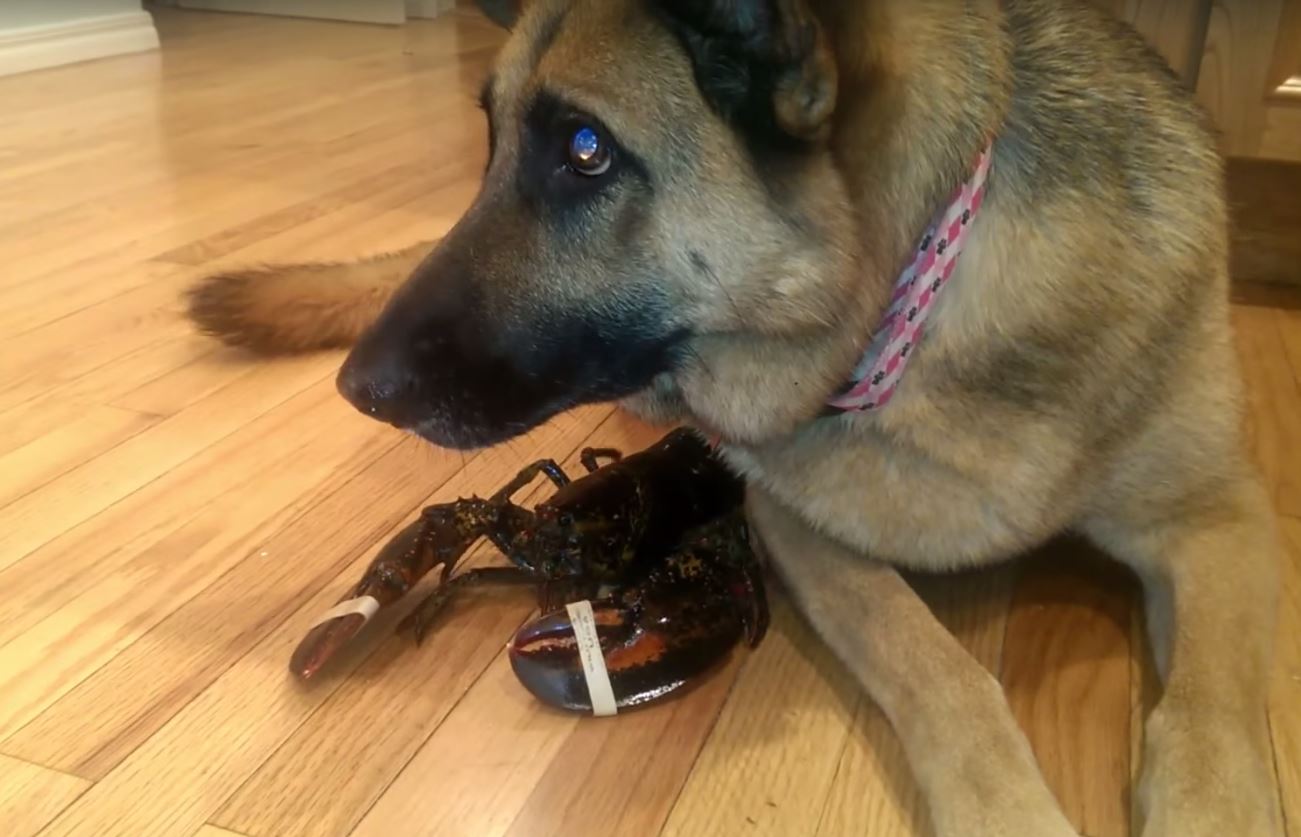 Sami semble totalement désemparée à l'idée de voir son ami homard plonger vers une mort certaine.