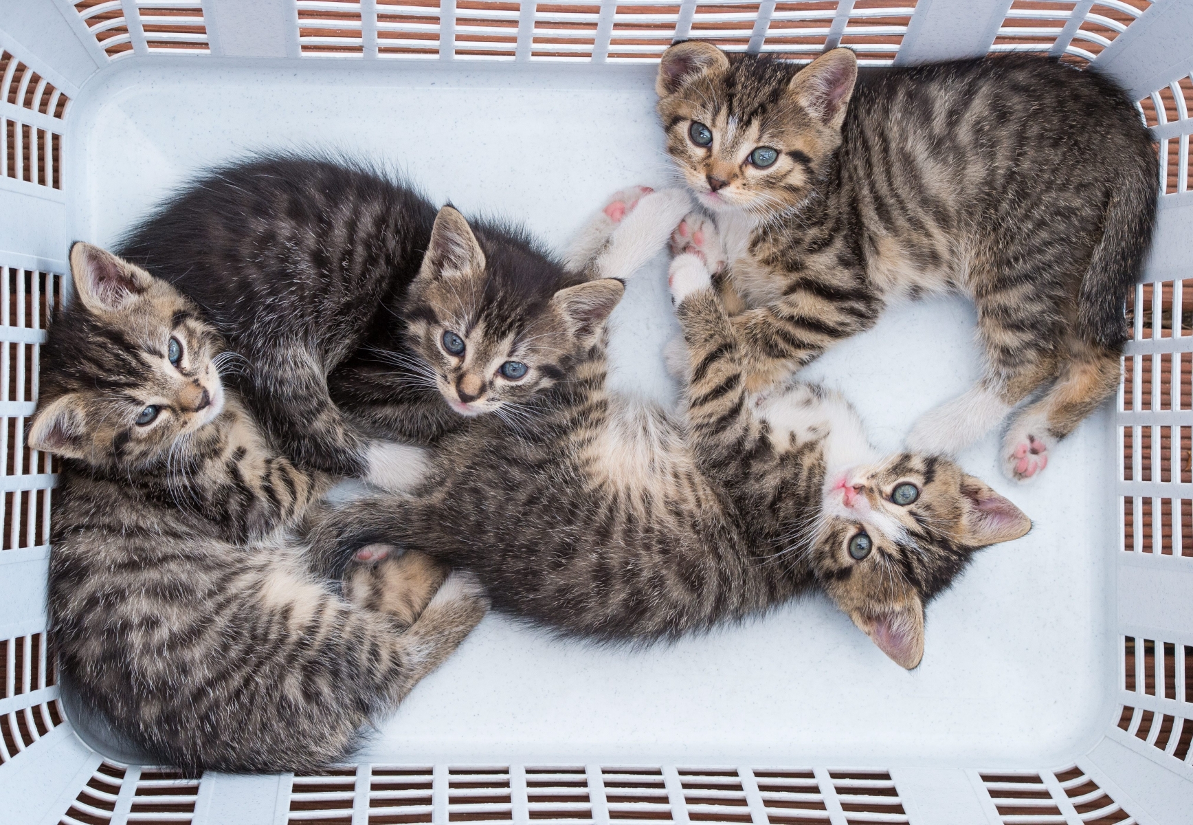 Des chats sont trouvés dans des caves, dans des chantiers ou errant en ville... Pourtant cela fait des années qu'on peut les faire stériliser gratuitement. 

 KEYSTONE