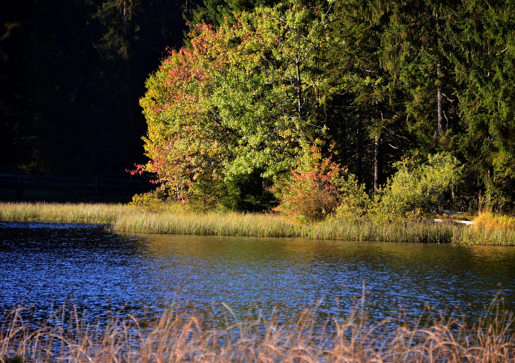 A certains endroits, les eaux de l'étang de la Gruère ne sont pas toujours d'un bleu éclatant.