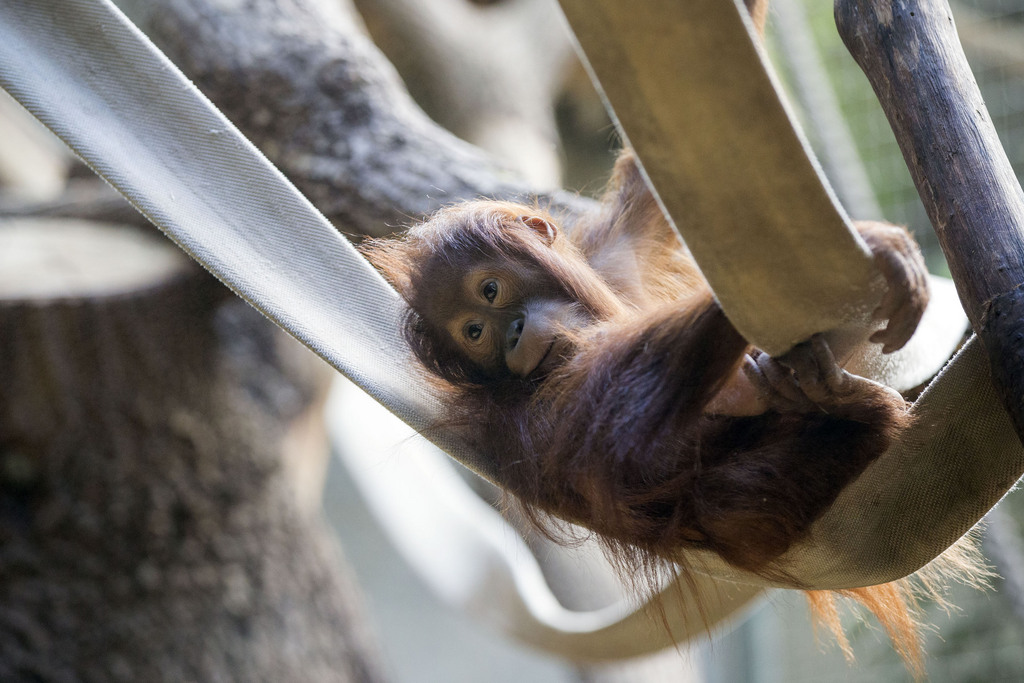 Les orangs-outans qui vivent au zoo de Zurich appartiennent à une espèce gravement menacée dans leur milieu naturel, à Sumatra. 