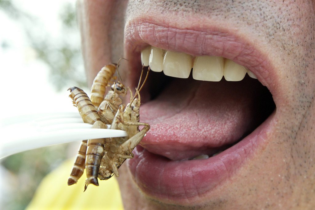 Manger des insectes, un plaisir légal dès l'an prochain? Les Suisses ne sont pas convaincus.