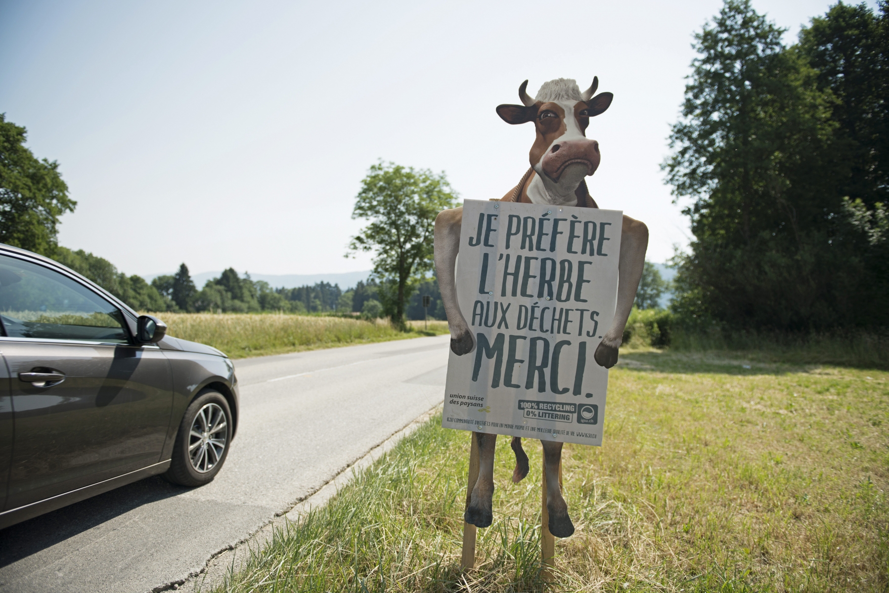 Les automobilistes peuvent observer des bovins tenant une pancarte; une façon sympa pour délivrer un message contre le littering. 