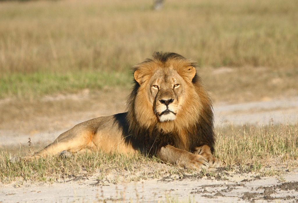 La mort de Cecil, remarquable par sa crinière noire, a provoqué un tollé dans le monde auprès des défenseurs des animaux.