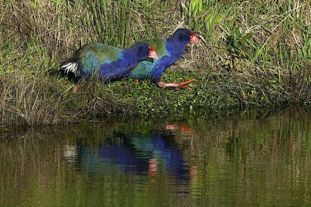 Des chasseurs néo-zélandais chargés d'éliminer des oiseaux jugés trop nombreux ont abattu par mégarde quatre takahés, des volatiles qu'ils étaient censés protéger.