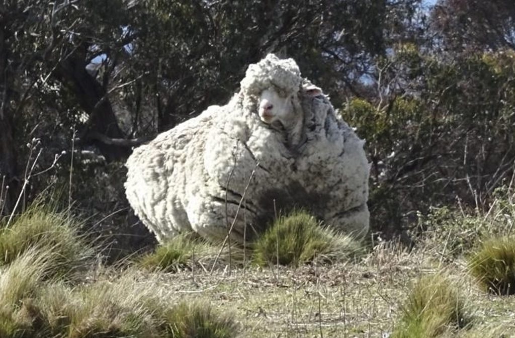 Chris avait été découvert esseulé aux alentours de Canberra.