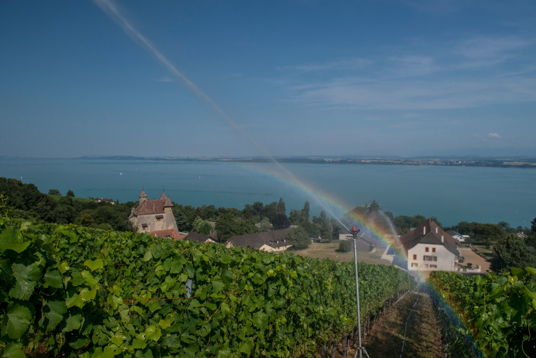 Les jeunes vignes sont arrosees



Vaumarcus, le 15 juillet 2015

Photo: David Marchon VAUMARCUS