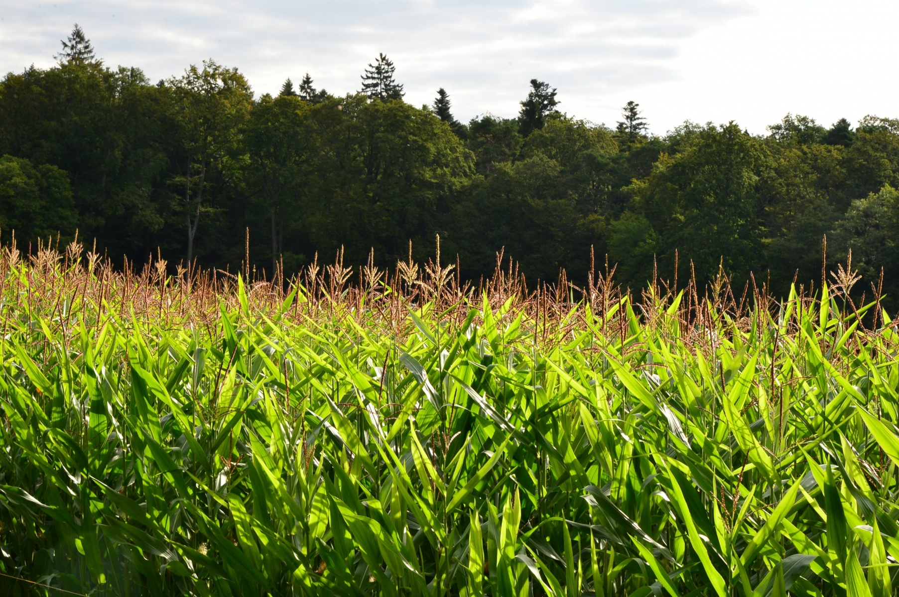 Un champ de maïs à la Beroche    Saint-Aubin, le 22 aout 2014  Photo: Richard Leuenberger