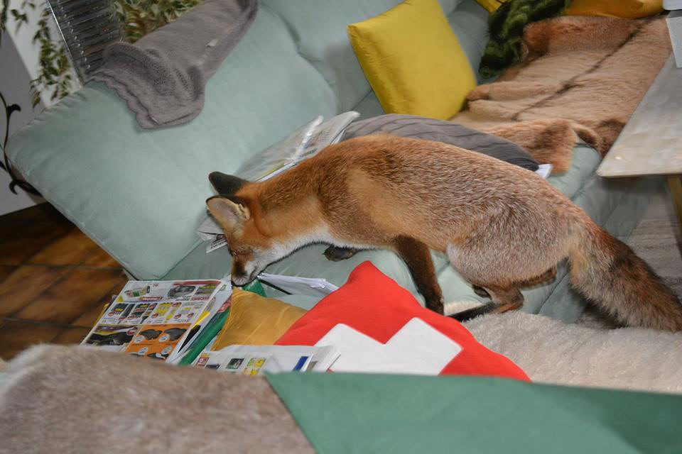 Un renard peu farouche s'est invité chez un couple de Loclois.