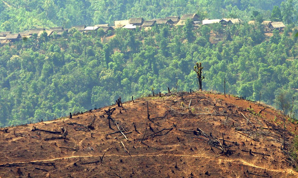 Le WWF met en garde contre les menaces fragilisant ces espèces, en particulier la poussée humaine sur leurs territoires, la déforestation (ici en Birmanie), le braconnage, l'exploitation minière et l'hydroélectricité.