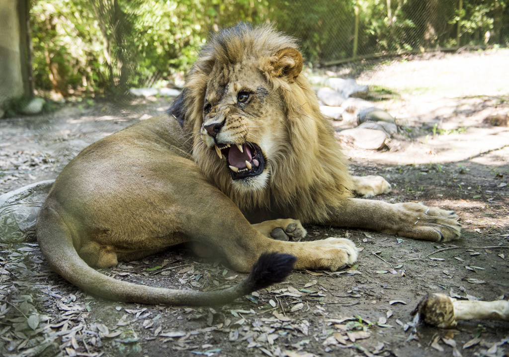 Le zoo avait décidé euthanasier le lion, car il en avait trop et n'avait trouvé aucun autre lieu pour l'accueillir.