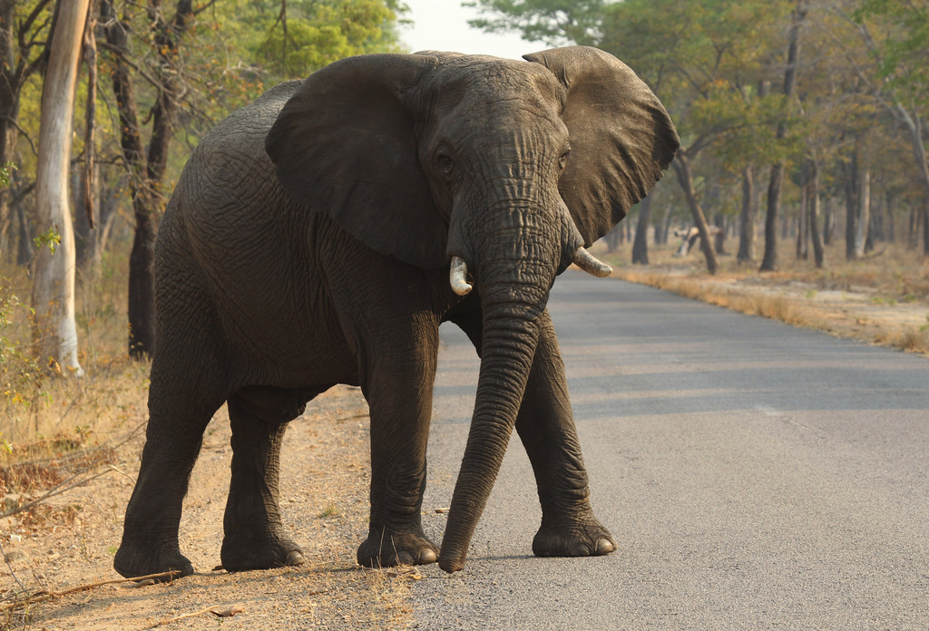 Les braconniers tuent les éléphants pour s'emparer de leurs défenses. 