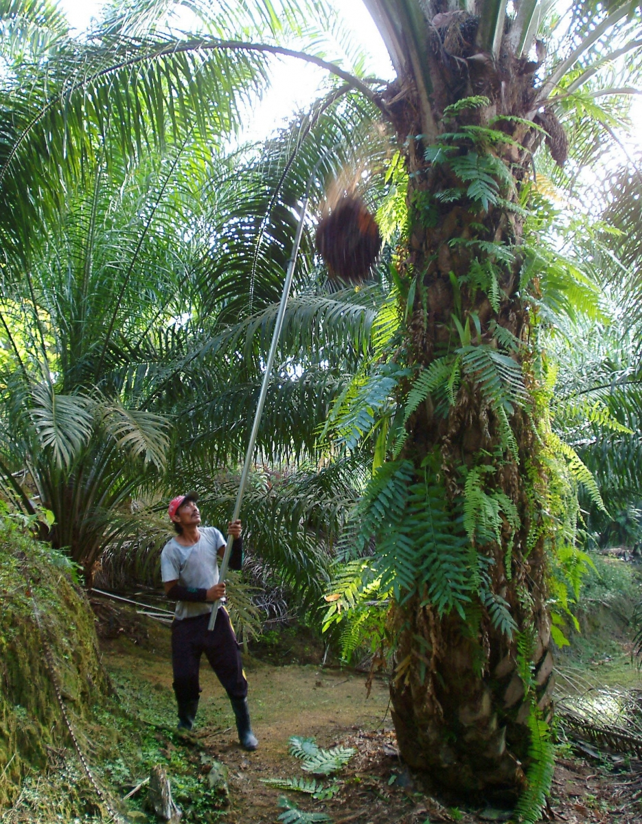 FILE- In this Feb. 2006 file photo, a worker harvests an oil palm bunch at a plantation in Tawau, Malaysia.   Scores of communities in Malaysia and Indonesia are being uprooted by rapidly expanding palm oil plantations as companies try to meet the expected demand for biofuels, environmentalists alleged Tuesday, May 12, 2009. Speaking at a two-day seminar on palm oil, the Borneo Resources Institute of Malaysia and the World Wildlife Fund in Indonesia said land disputes were emerging as one of the biggest problems associated with palm oil.  (AP Photo/Louis Pang, File) === FEB. 2006 FILE PHOTO ===
