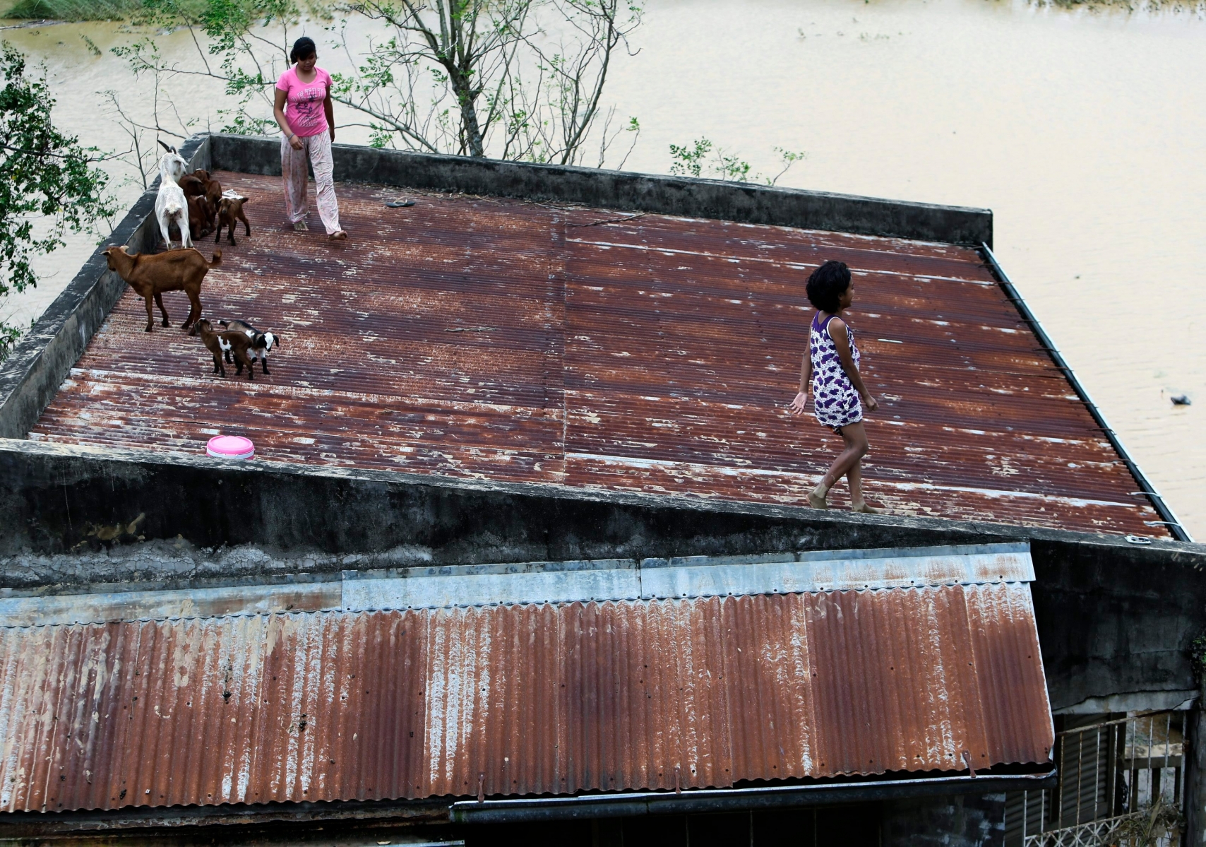 epa04984072 Filipinos caught in Typhoon Koppu forced to escape flood waters with their animals onto the roof of their home in Cabanatuan city, Nueva Ecija province, northern Manila, Philippines, 19 October 2015. Filipino emergency teams are attempting to reach victims stranded by flooding caused by Typhoon Koppu, and have begun clearing areas damaged by the storm which battered the north of the country. Soldiers, police officers and other emergency workers were dispatched to the northern province of Nueva Ecija, a rice-growing province where floodwaters reached up to rooftops in some places. 11 people have so far died and over 650'000 forced to evacuate their homes.  EPA/FRANCIS R. MALASIG PHILIPPINES TYPHOON KOPPU AFTERMATH