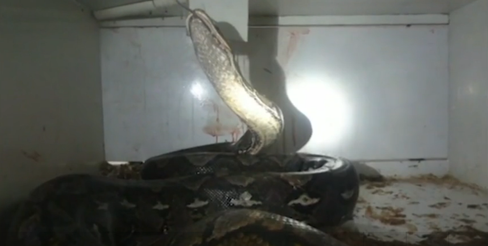 Le python en question mesure près de 6 mètres et pesait quelques 56 kilos.