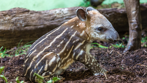 Un bébé tapir tout mignon a vu le jour à Zurich.