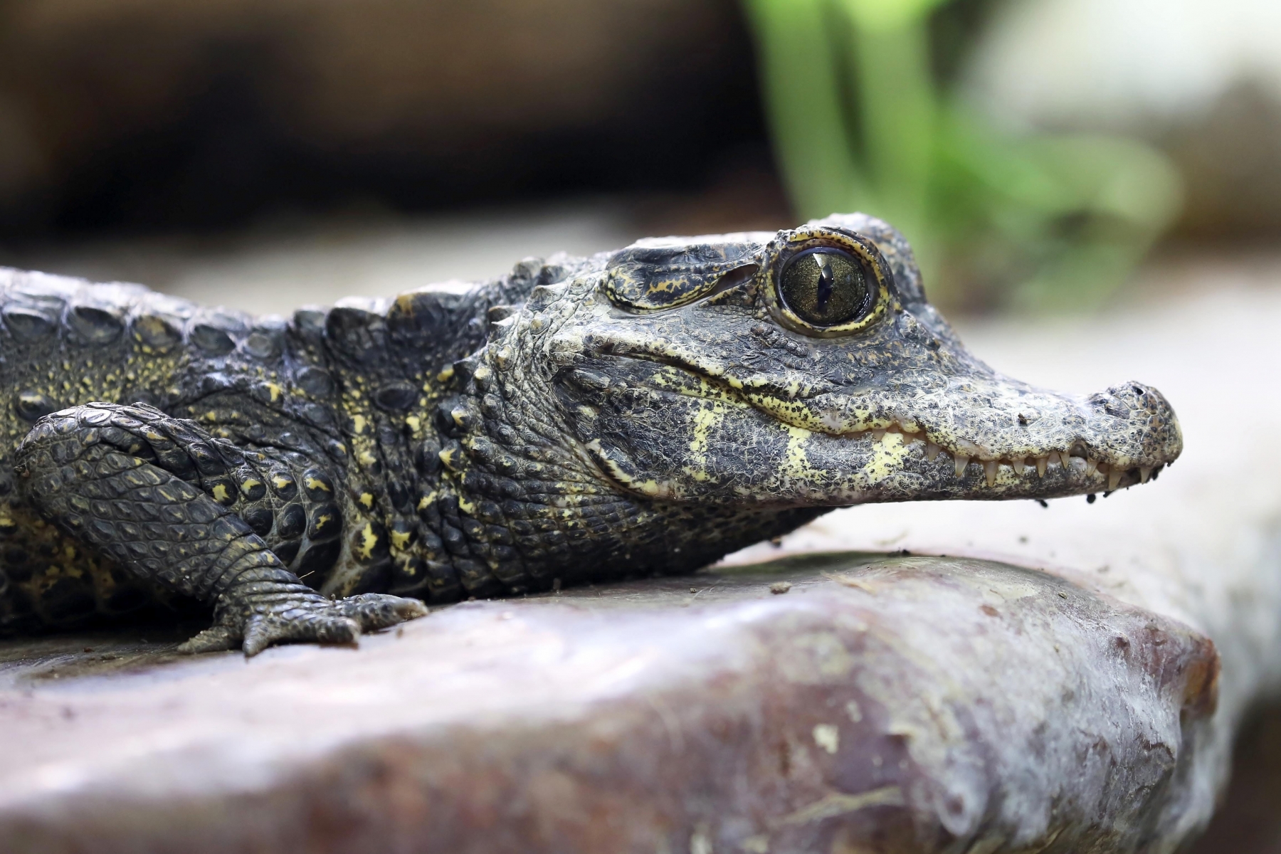 L'un des crocodiles nains accueillis par le vivarium du Bois du Petit-Château