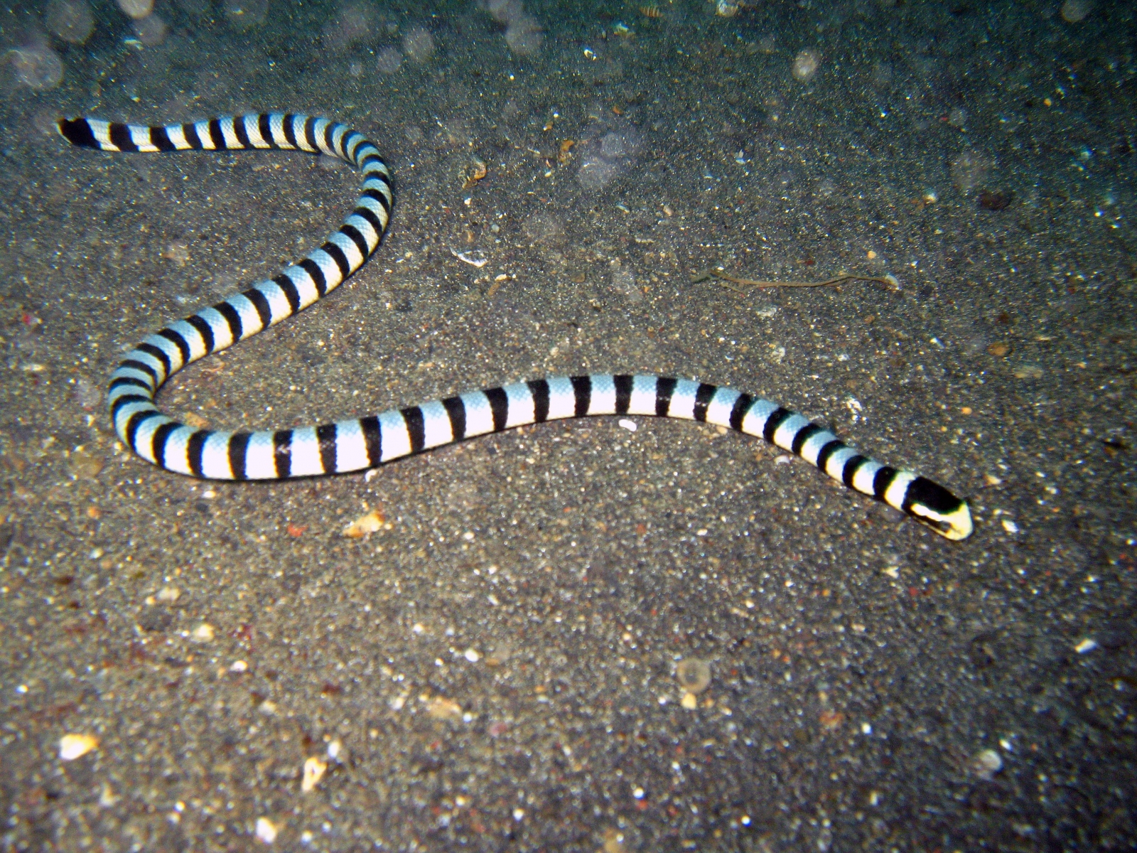 Quatre serpents marins hautement toxiques ont disparu du Mycorama, à Cernier.
