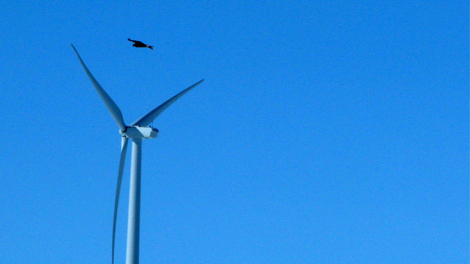 Un aigle volant près d'une éolienne aux Etats-Unis. Des dizaines sont tués chaque année. 