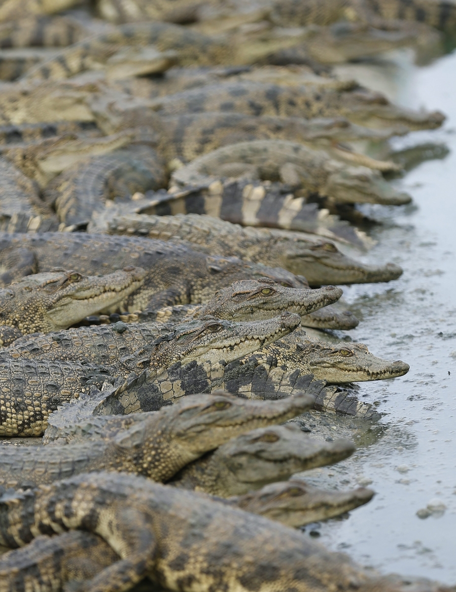 epa04328303 A picture made available on 24 July 2014 shows fresh water crocodiles lining a pond at a crocodile farm in Ayutthaya province, Thailand, 23 July 2014. Thailand has more than eight hundred crocodile farms for manufacturing its meat, blood for medicine and skin for fashion accessories. The Thai crocodile products are exported to Japan, China, Russia and the European market, valued around two billion baht (62.9 million US dollar or 46.7 million euro) per year, according to the Thai Fisheries Department.  EPA/NARONG SANGNAK