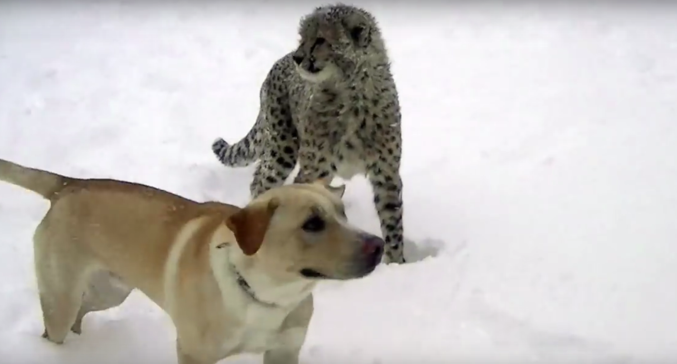 Kago, le chiot, et Kumbali, le bébé guépard, ont découvert les joies de la neige.