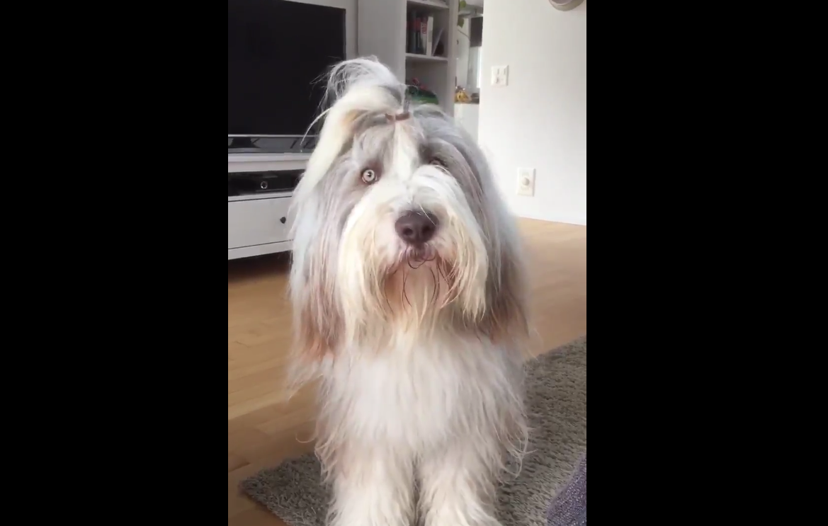 Ce chien n'a pas l'air d'apprécier le bruit des sirènes et le fait savoir en hurlant.