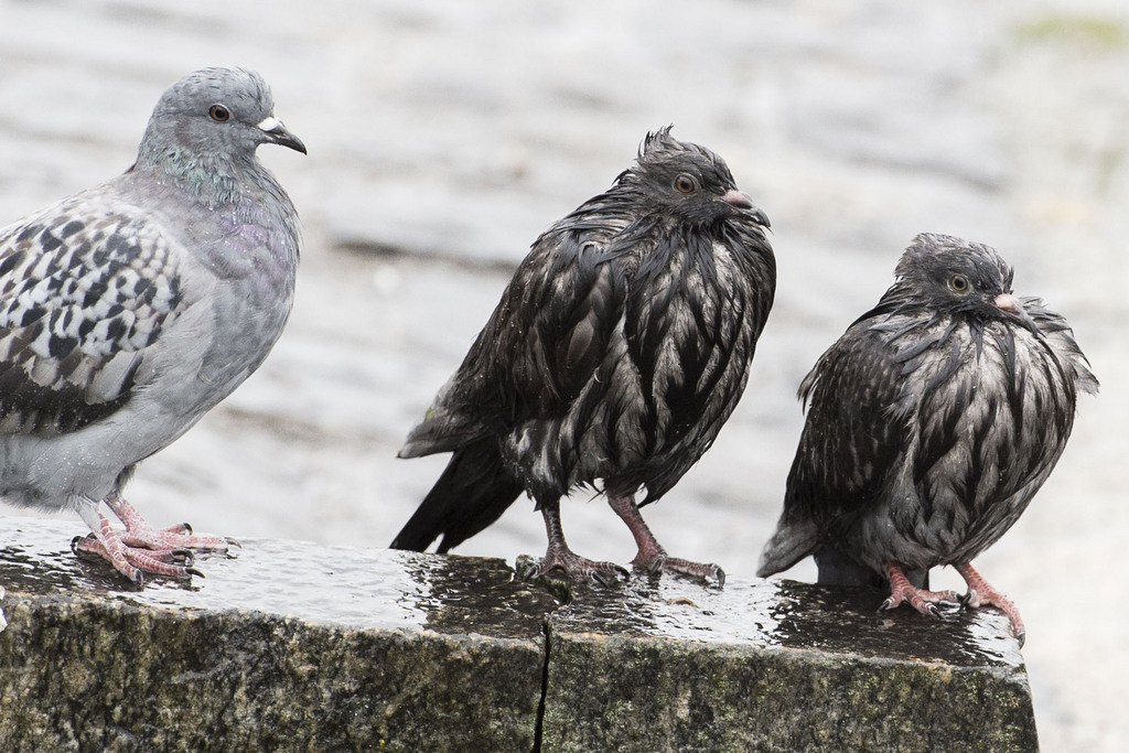 Les pigeons ont été vaccinés contre la peste aviaire. Une première en Europe. (illustration)