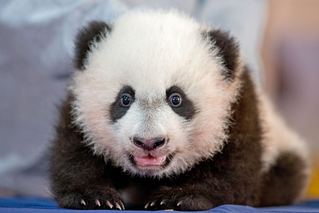 Bei Bei, le bébé panda géant, n'a que 5 mois mais il a déjà trouvé sa place dans le coeur des visiteurs du zoo.
