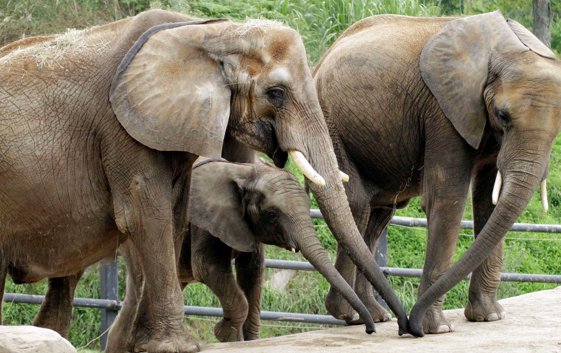 Moja, left, a 28-year-old African Elephant, and her two daughters, Zuri, 3, center rear, and Victoria, 11, all born at the Pittsburgh Zoo & PPG Aquarium, spend the afternoon in the zoo's elephant habitat on Monday, Aug. 8, 2011. Pittsburgh zoo officials trying to establish North America's first elephant sperm bank have been slowed by bureaucratic hurdles but hope South African officials will approve shipping frozen elephant semen to the United States in about a month. (AP Photo/Gene J. Puskar) Project Frozen Dumbo