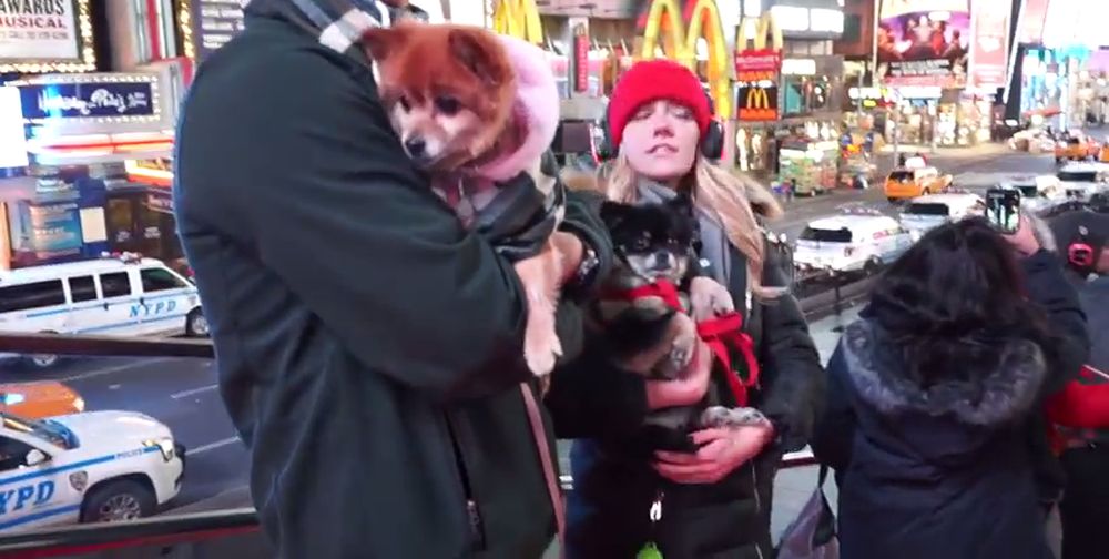 Des dizaines de chiens ont aboyé lors de ce concert.