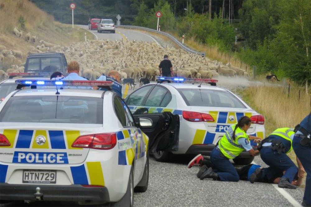 En Nouvelle-Zélande, le mouton est désormais le meilleur ami du policier.