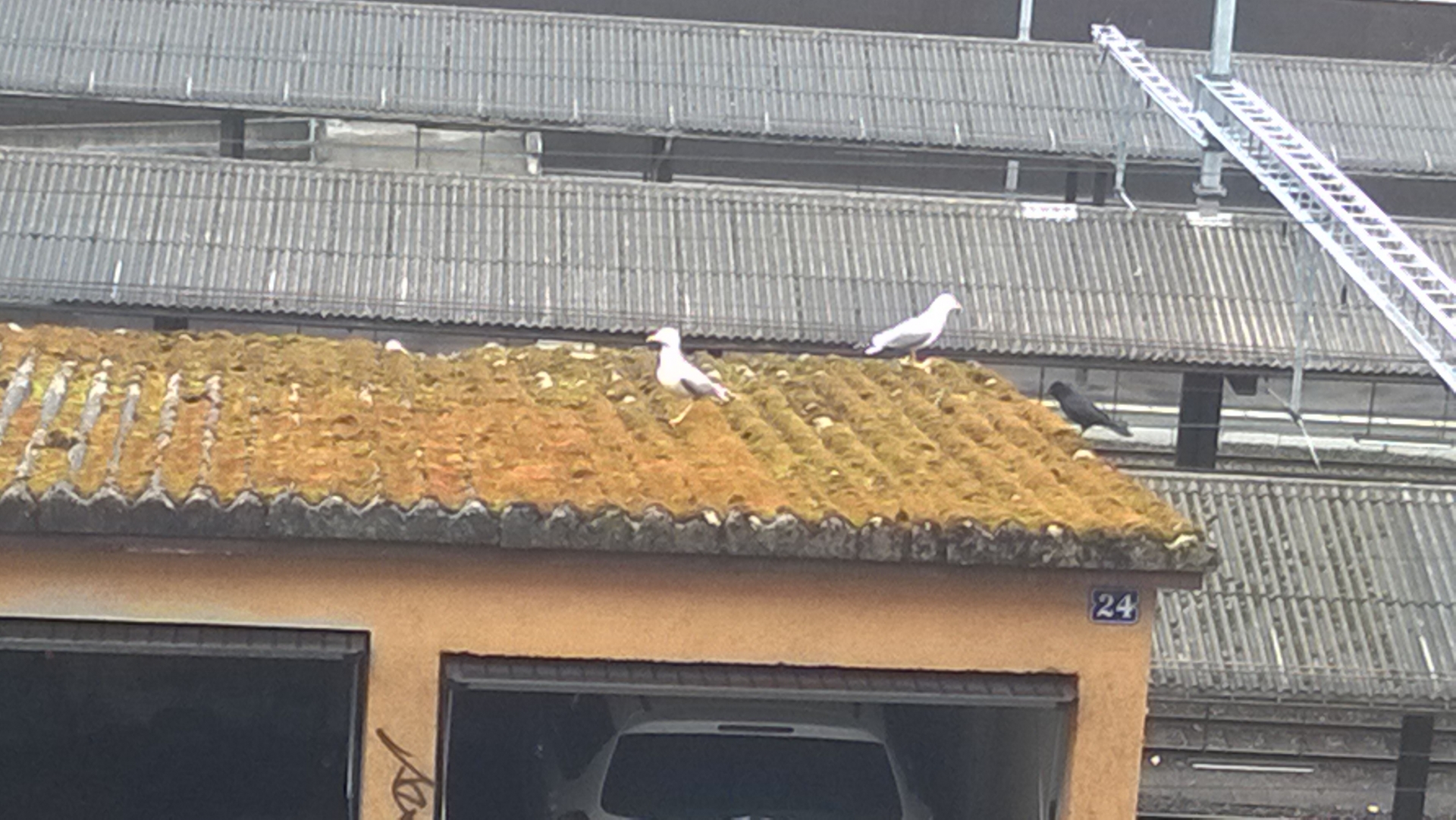 Deux goélands sur un toit de garage à la rue du Commerce à la Chaux-de-Fonds ont étonné une lectrice.