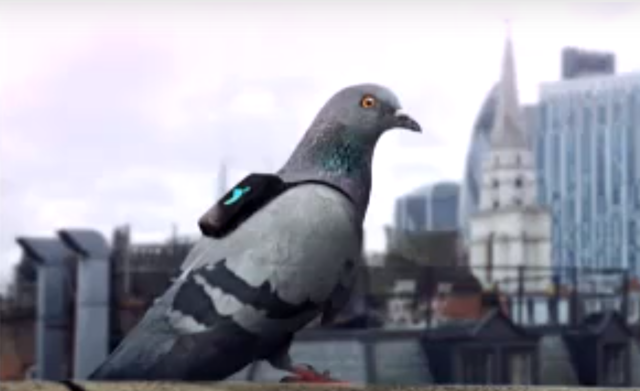 Les pigeons sont équipés de petits sacs très légers qui récoltent les données liées à la pollution.