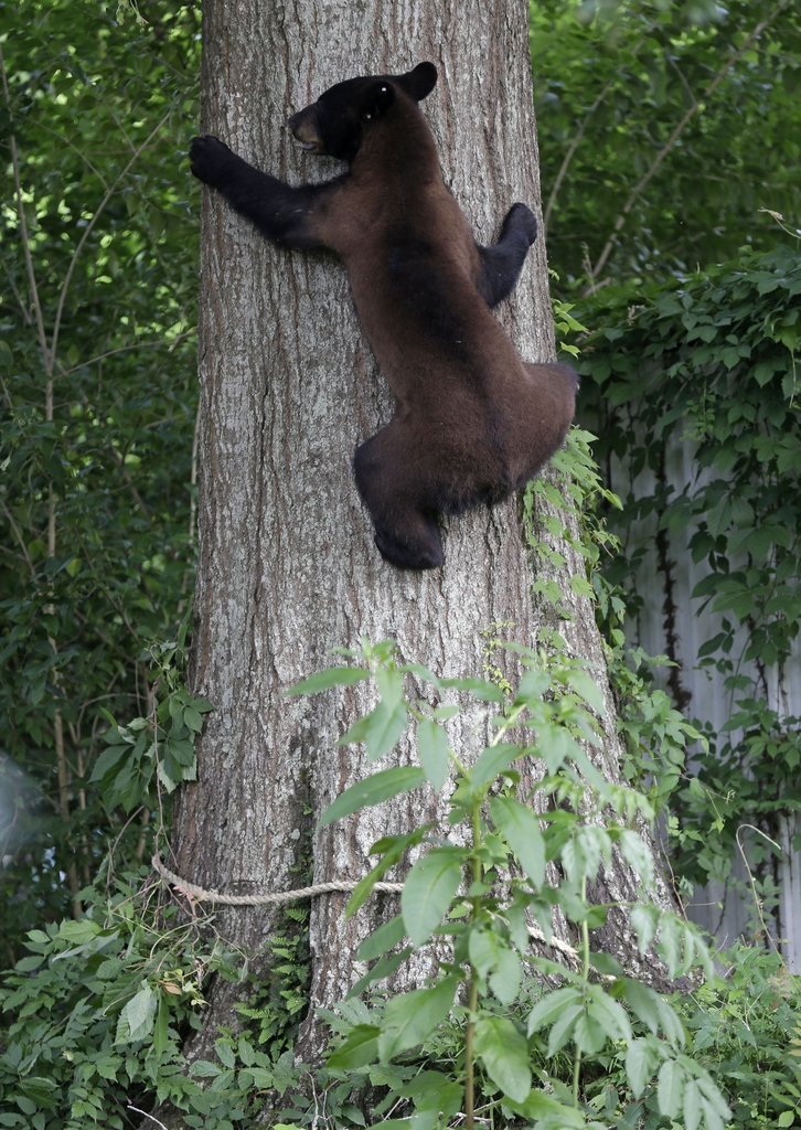 L'ours noir de Louisiane représente un succès de la loi sur les espèces en danger.