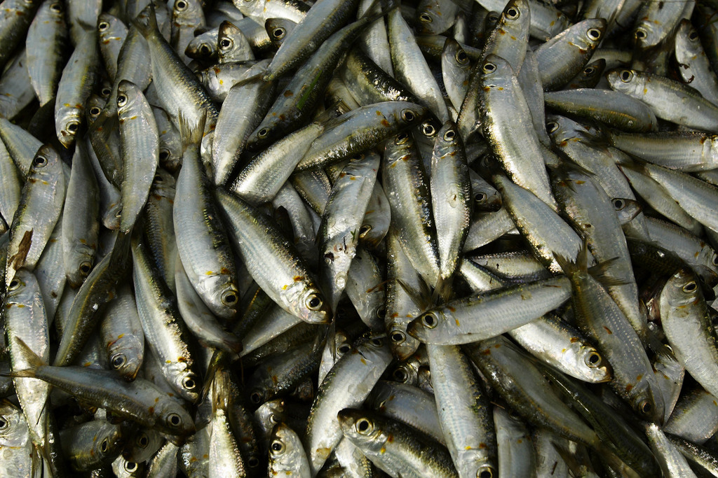 Des milliers de sardines retrouvées échouées sans raison au Chili.