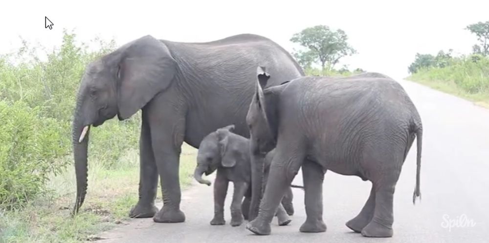 Dur, dur, d'être un bébé éléphant!