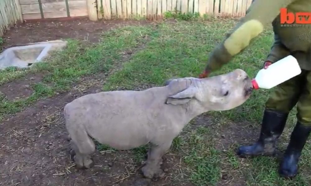 Le rhino Ringo est devenu la coqueluche de cette réserve kenyane.